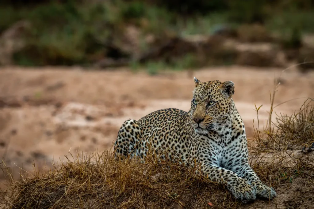 big male leopard laying in the grass