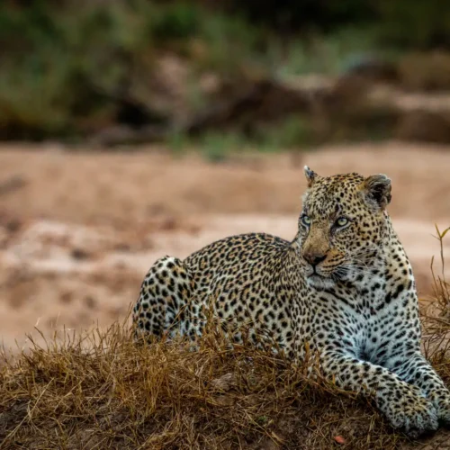 big male leopard laying in the grass