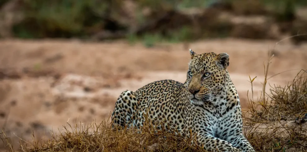 big male leopard laying in the grass