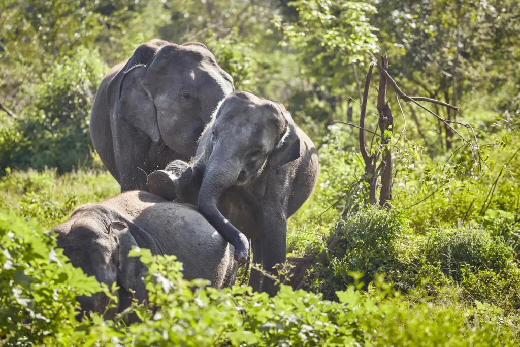 elephants in lush greenery on a sunny day safari sri lanka
