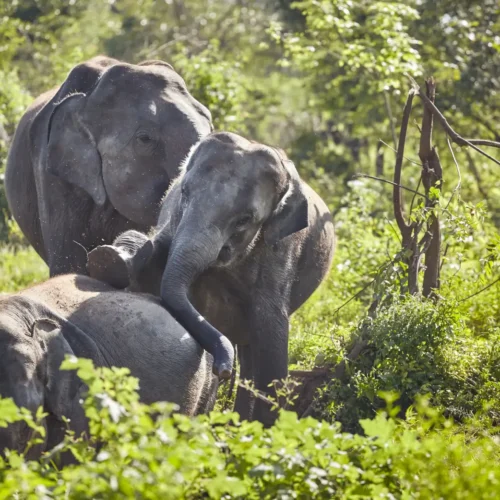elephants in lush greenery on a sunny day safari sri lanka